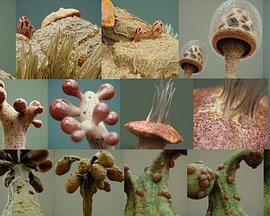 Symbiosis