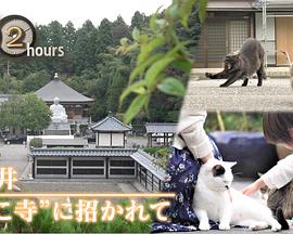 ドキュメント72時間：福井 “ねこ寺”に招かれて