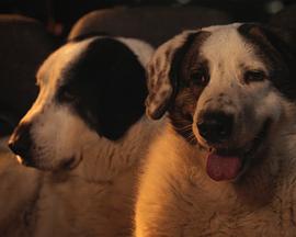 Le Colloque des chiens