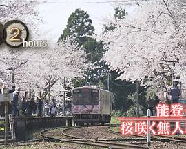 纪实72小时 能登半岛·樱花盛放的无人车站