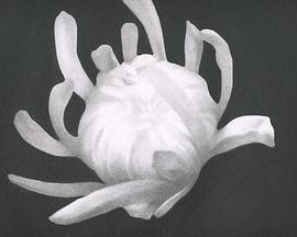 Chrysanthemum